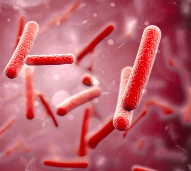 Bifidobacterium Lactis BL‑04