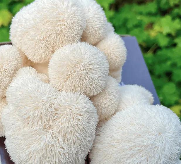 Organic Lion’s Mane Powder
